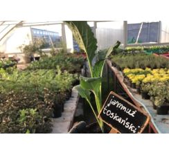 Jarmuż toskański - sadzonki