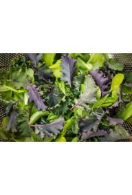 Mizuna czerwona - pęczek