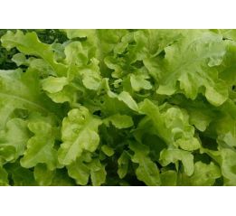 Sałata dębolistna zielona