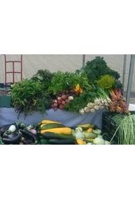 Rukiew wodna - pęczek