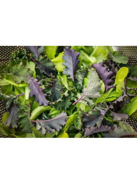 Mizuna czerwona - pęczek