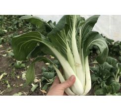 Pak choi