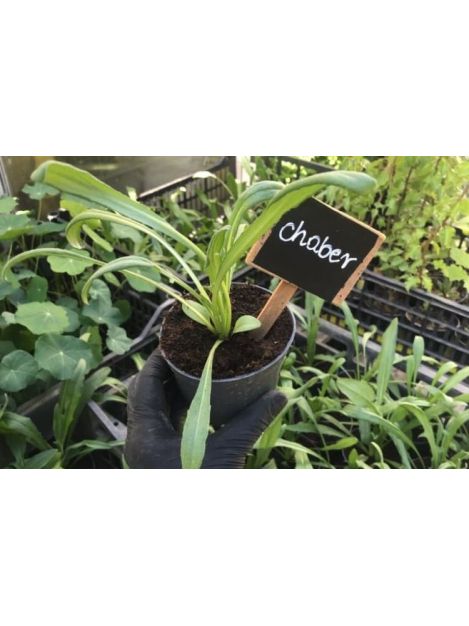 Chaber bławatek - sadzonki