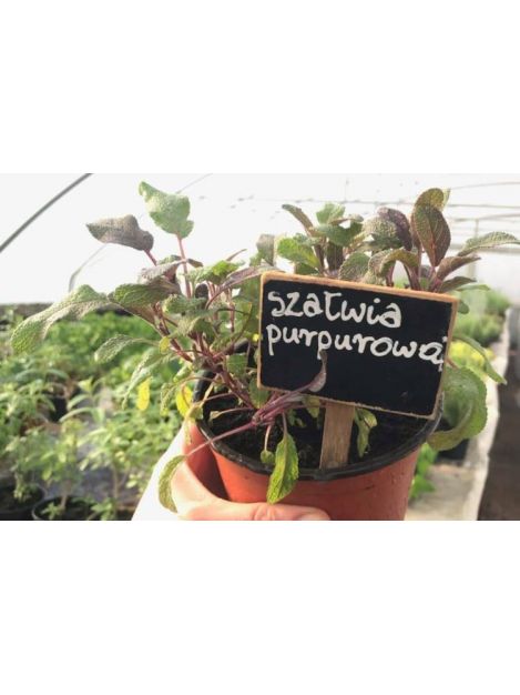 Szałwia purpurowa - sadzonki