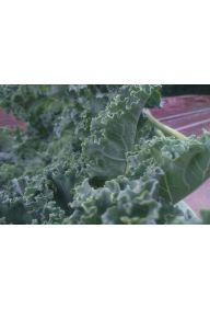 Jarmuż zielony - pęczek