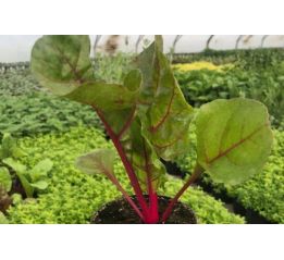 Boćwina/burak liściowy - sadzonki