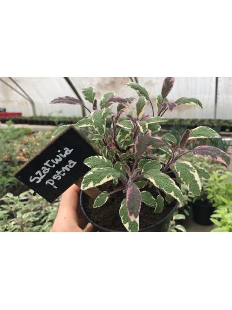 Szałwia pstra - sadzonki