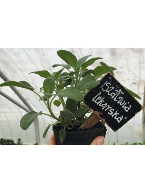 Szałwia lekarska - sadzonki