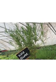 Ziele oliwne - sadzonki