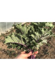 Jarmuż fioletowy - pęczek