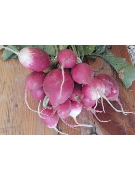 Rzodkiewka - pęczek