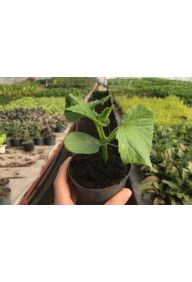 Ogórki gruntowe - sadzonki