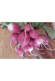 Rzodkiewka - pęczek