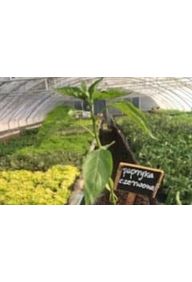 Papryka czerwona - sadzonki