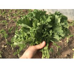 Jarmuż toskański - pęczek