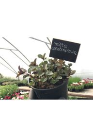 Mięta czekoladowa - sadzonki