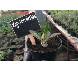 Żyworódka - sadzonki