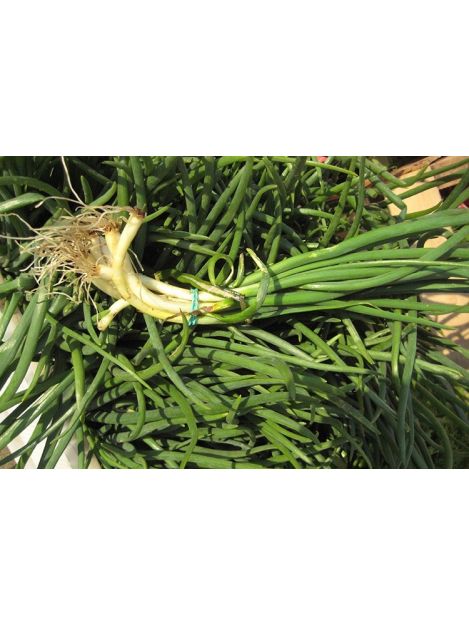 Cebulka zielona - pęczek