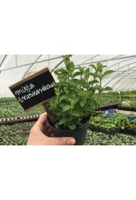 Mięta truskawkowa - sadzonki