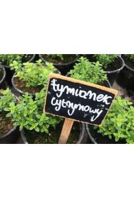 Tymianek cytrynowy - sadzonki