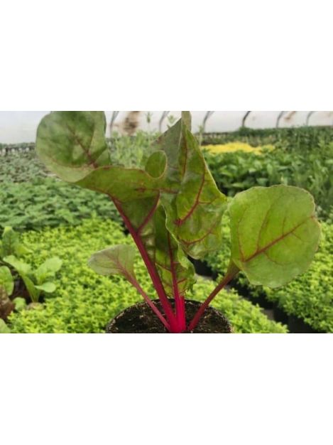 Boćwina/burak liściowy - sadzonki