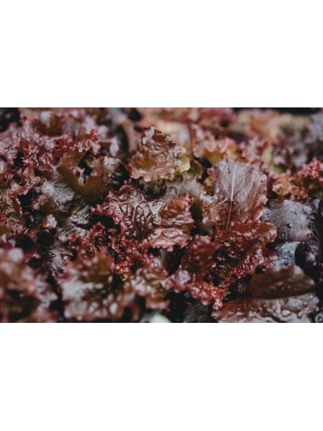 Sałata dębolistna czerwona