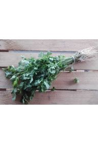 Pietruszka natka - pęczek