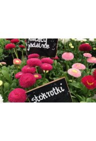 Stokrotka - sadzonki