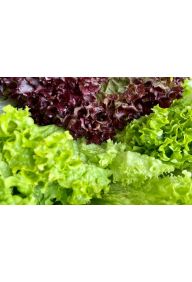 Sałata strzępiasta zielona