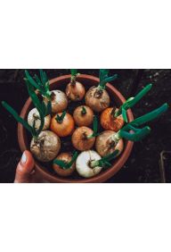 Cebulka dymka - sadzonki w dużych doniczkach