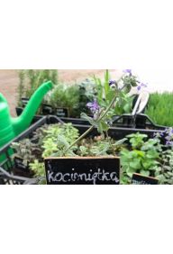 Kocimiętka - sadzonki