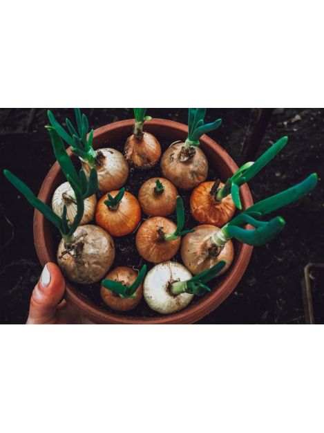 Cebulka dymka - sadzonki w dużych doniczkach