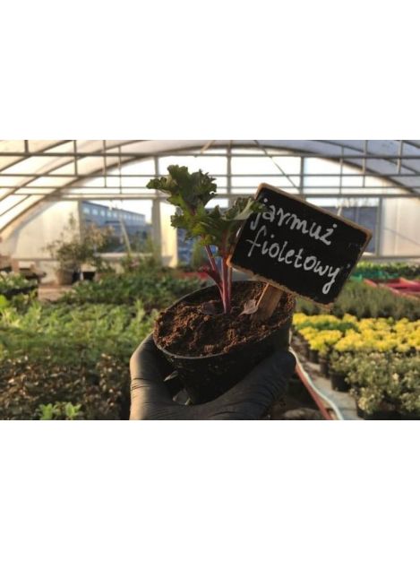 Jarmuż fioletowy - sadzonki