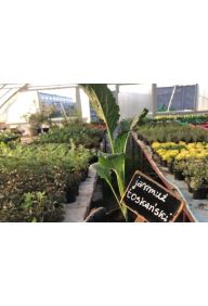 Jarmuż toskański - sadzonki