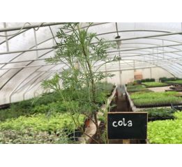 Cola - sadzonki