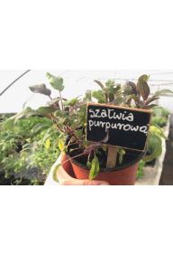 Szałwia purpurowa - sadzonki