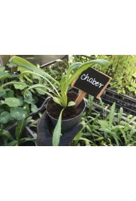 Chaber bławatek - sadzonki