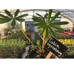 Łubin ogrodowy - sadzonki