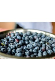 Borówka amerykańska