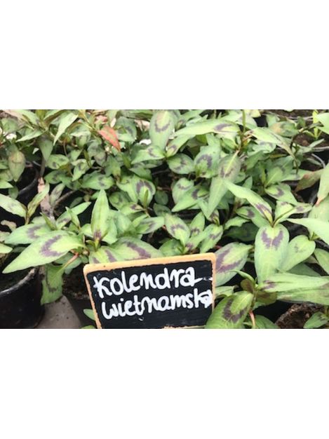 Kolendra wietnamska - sadzonki