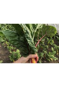 Boćwina/burak liściowy - pęczek