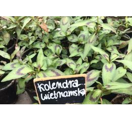 Kolendra wietnamska - sadzonki