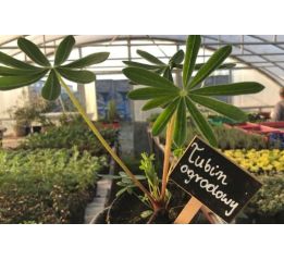 Łubin ogrodowy - sadzonki