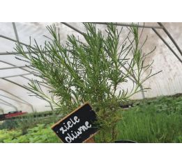 Ziele oliwne - sadzonki