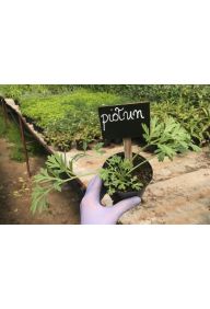 Bylica piołun - sadzonki