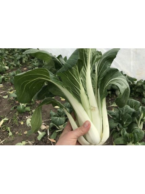 Pak choi