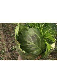 Kapusta biała młoda