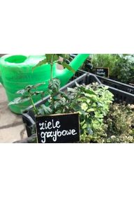 Ziele grzybowe - sadzonki