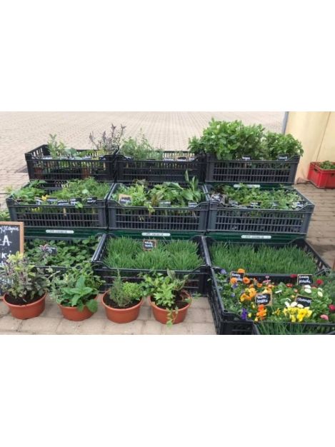 Dynia piżmowa - sadzonki