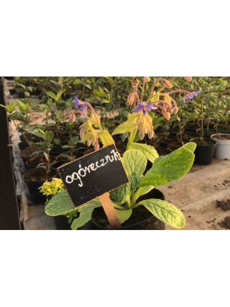 Ogórecznik - sadzonki